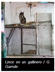 lince 2